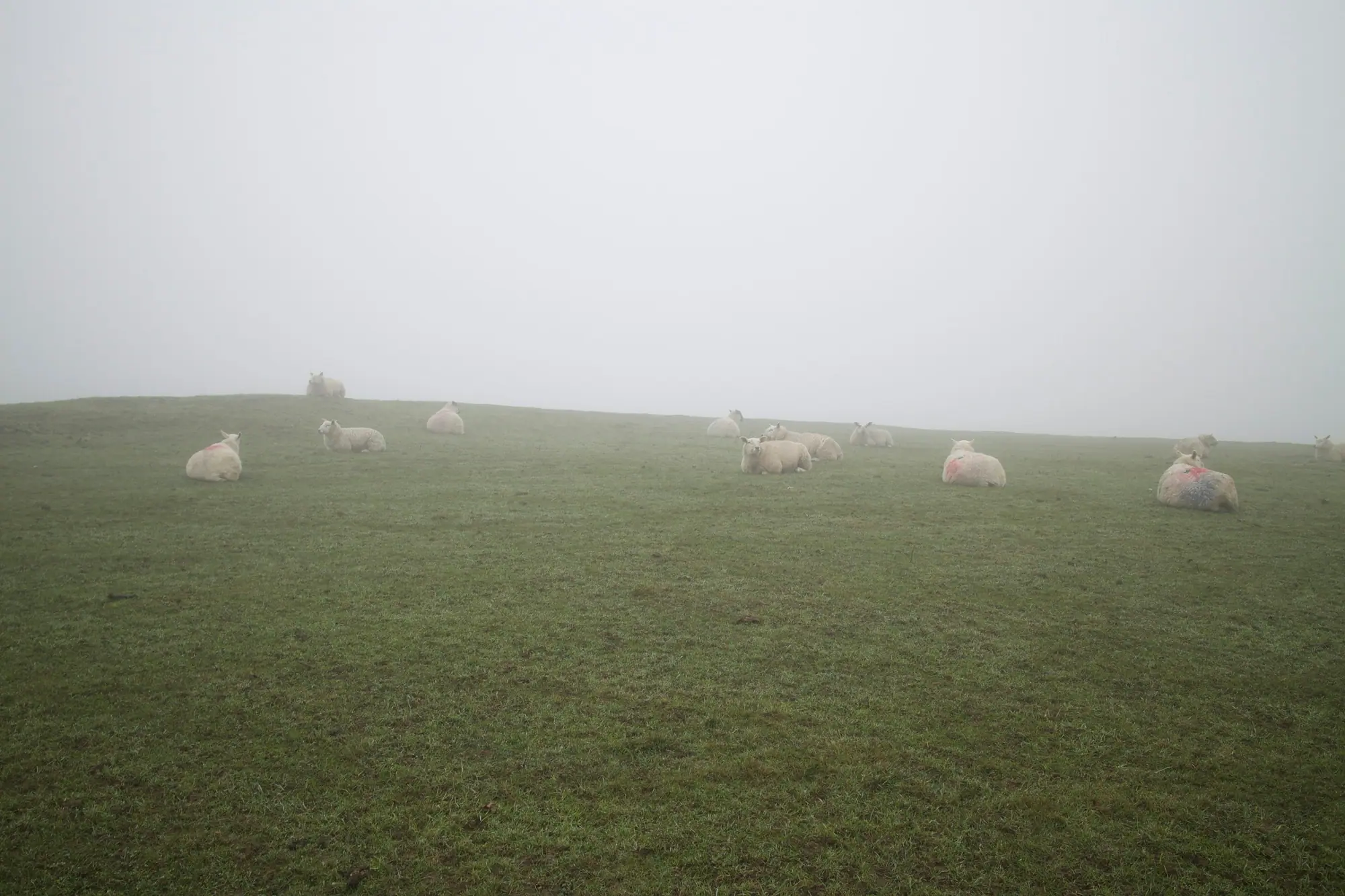Sheep grazing on a green hillside in morning mist